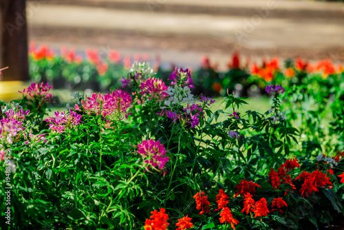 Wallpaper Mural Flower background view The colorful colors of tulips (pink, red, white, orange, yellow, green, purple) planted in gardens for the beauty of the spectators, are species that grow in cold weather. Torontodigital.ca