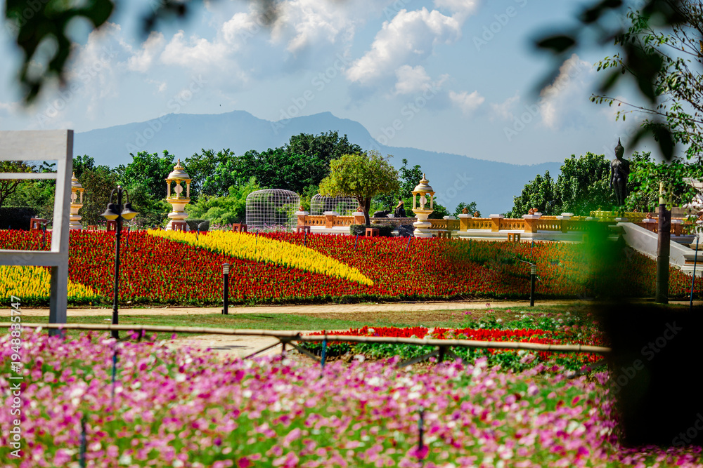 Obraz premium Flower background view The colorful colors of tulips (pink, red, white, orange, yellow, green, purple) planted in gardens for the beauty of the spectators, are species that grow in cold weather.