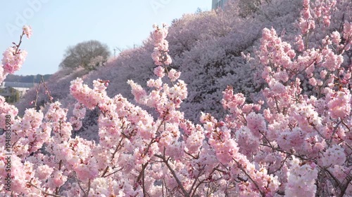 満開に咲き乱れるピンク色が濃い桜「春めき桜」（神奈川県南足柄市 / 一ノ堰ハラネ）