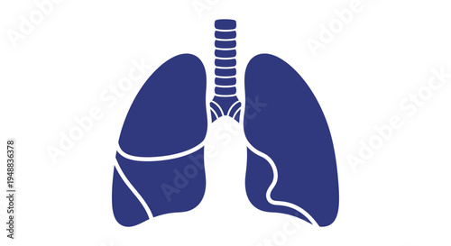 Human lungs and trachea anatomy.