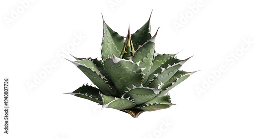 Fotografie Spiny succulent png Sharp agave cutout Exotic maguey png isolated transparent ba