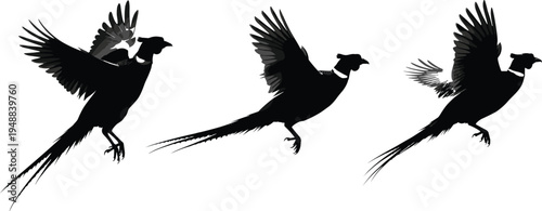 Set of three flying common pheasant silhouettes in different wing positions isolated on white background for hunting designs, nature graphics, and wildlife illustrations.