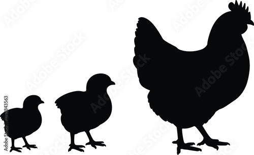 Chicken growth stages silhouettes collection with chick pullet and hen poultry farm animal vector set