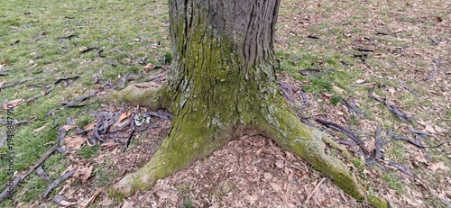 Mossy Tree Trunk Roots Surrounded Fallen Pods