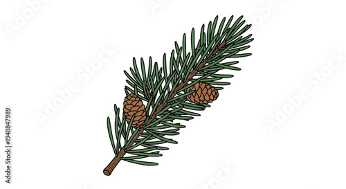Pine Branch with Cones - Isolated on White Background