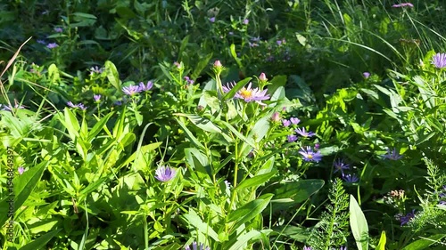 Detailed close up shot of beautiful purple wild flowers swaying in the wind among lush green grass. Sunny summer day in the field, natural botanical background.