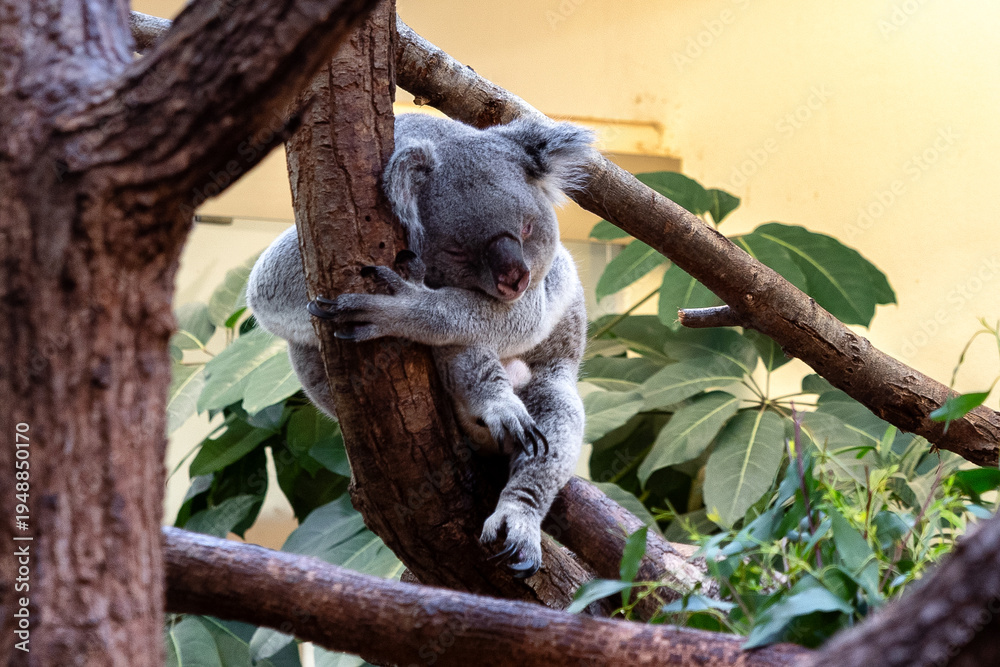 Obraz premium Sleeping koala hugging tree trunk in Schönbrunn Zoo Vienna Austria