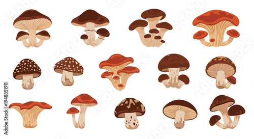 Various types of edible and wild mushrooms shown in a detailed illustration set including shiitake oyster and chanterelle.