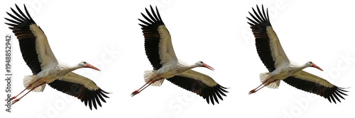 Set of three white storks flying in sequence isolated on white background