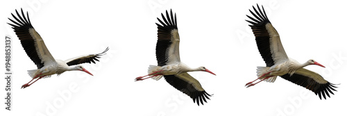 Foto Set of three white storks flying in group isolated on transparent PNG background