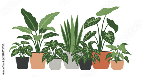 Row of various indoor green potted plants of different sizes and species arranged for a decorative home garden.