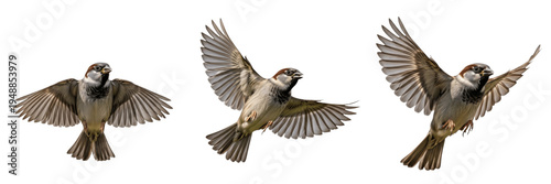 Tableau sur toile Set of three house sparrows flying in group isolated on white background
