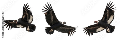 Photos Set of three Andean condors flying in group isolated on white background