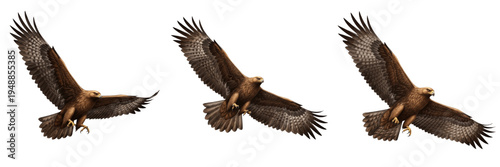 Foto Set of three golden eagles flying in group isolated on white background