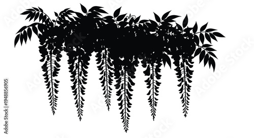 Cascading wisteria vines create a dramatic dark silhouette