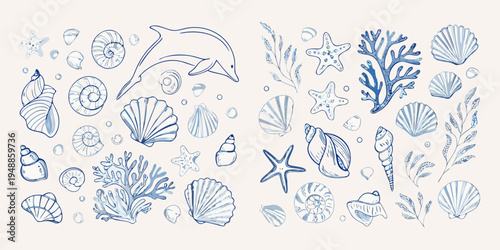 Blue line drawing of various seashells coral starfish and a dolphin