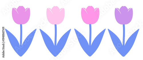 Colorful tulip flowers illustration isolated on transparent background, perfect for spring designs, floral patterns, greeting cards, botanical graphics and decorative elements.