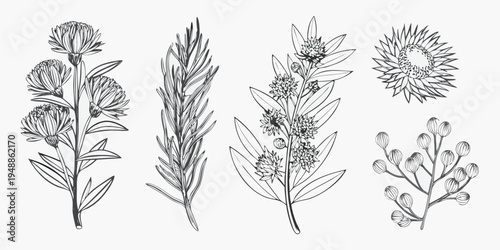 Vintage botanical illustration of various wildflowers and leafy branches