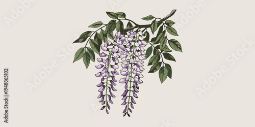 A detailed botanical illustration of cascading wisteria blossoms and foliage