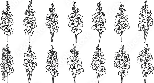 Bild auf Leinwand Black and white of twelve gladiolus flowers line floral botanical