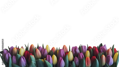 Colorful spring tulips flower border isolated on transparent background PNG, spring seasonal bottom frame
