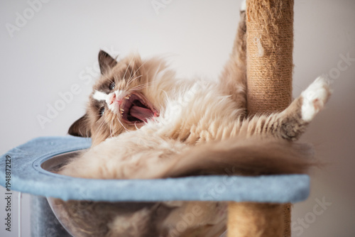 fluffy cat on cat tree, yawing widely