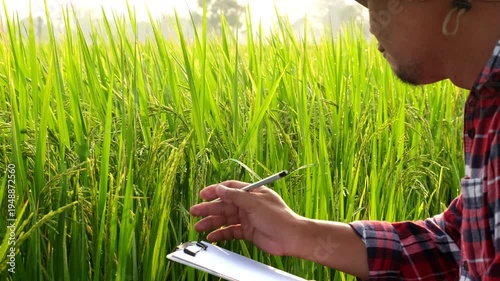 Farmer use notebook collects data and researches the rice plants in the mountain fields in order to obtain good and large yields. High Mountain Farming. The way of life of people on the mountain.