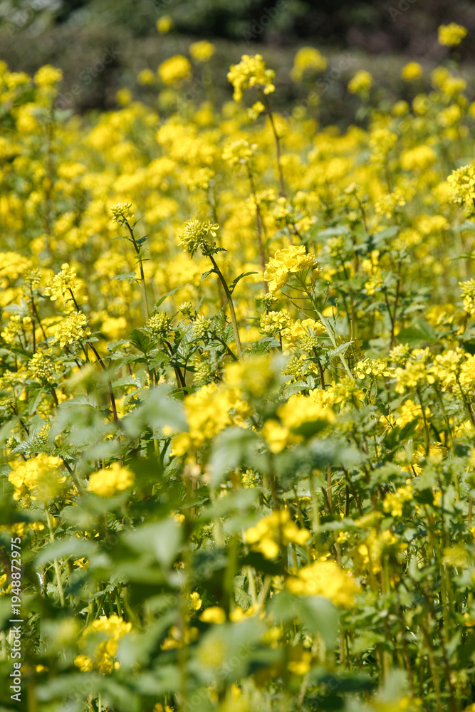 Fototapeta premium くりはま花の国の菜の花