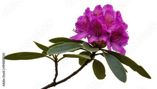 Cuadro en lienzo Isolated vibrant purple rhododendron flower with green leaves and branch for botanical designs