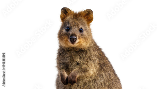 Εκτύπωση καμβά Isolated cute quokka looking at camera with friendly smile, small Australian mar