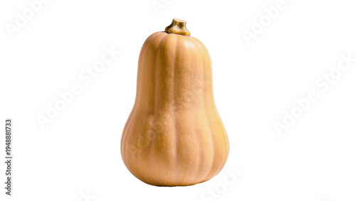 Tableau sur toile Isolated fresh butternut squash healthy vegetable ingredient for cooking and bak