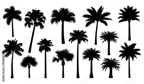 Abstract tropical palm tree silhouette collection modern botanical vector elements isolated on white