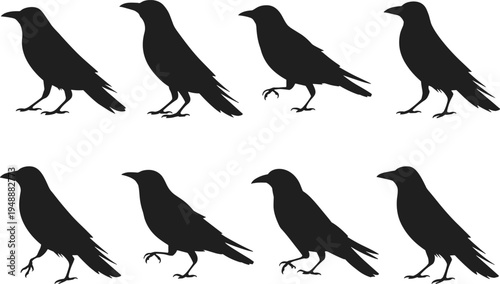 Crow raven bird silhouette set black vector collection isolated corvid standing walking poses wildlife clipart design for logo tattoo stencil nature illustration