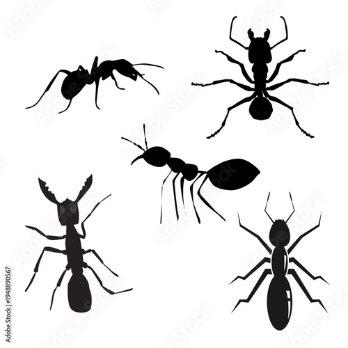 Ant Silhouette Collection with Different Insect Positions