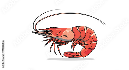 Plump orange-red shrimp, featuring gracefully curved long antennae and segmented body, presented in a detailed side profile against a pristine white background.