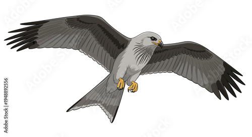 Graceful black kite bird soaring majestically with fully outstretched wings, embodying freedom, power, and impressive aerial motion in flight.