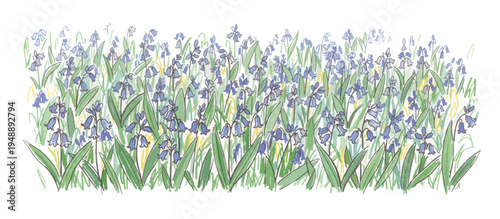 Bluebell woodland carpet border. Spring wildflower meadow vector illustration. Hand drawn botanical floral design element isolated on transparent background