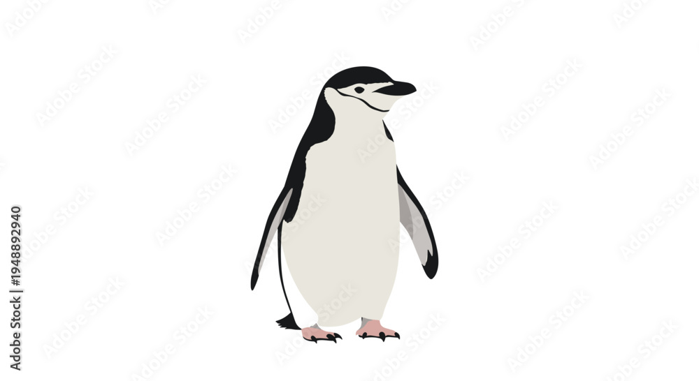 Obraz premium Charming chinstrap penguin, easily identifiable by the narrow black band under its chin, standing elegantly against a clean white background.