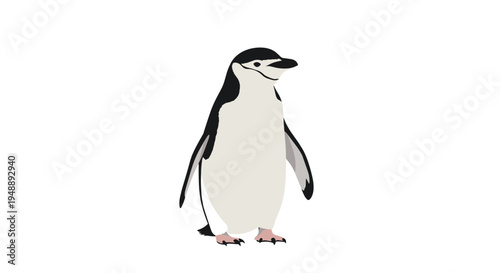 Charming chinstrap penguin, easily identifiable by the narrow black band under its chin, standing elegantly against a clean white background.