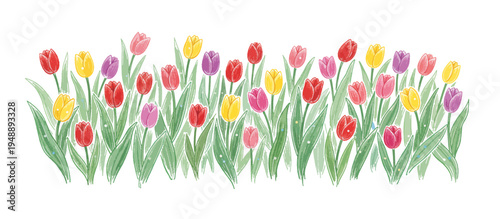 Hand drawn spring tulips vector illustration. Colorful floral border with morning dew. Sketchy botanical design element isolated on transparent background