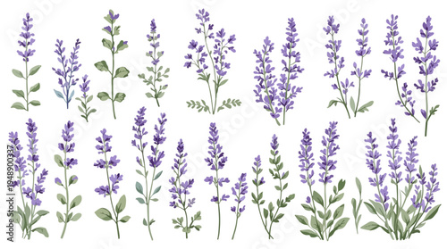 lavender flowers vector illustration
