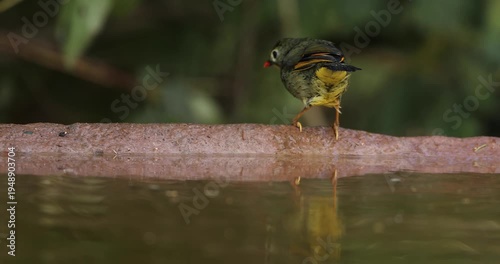 Red-billed Leothrix Bathing in a waterloo near Sattal, Uttarakhand, India 