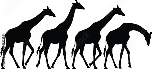 Black giraffe silhouette walking sequence isolated on white background, wildlife safari animal illustration set showing movement and posture progression study