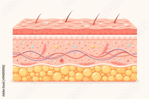 Detailed medical vector illustration of human skin anatomy cross-section showing layers including epidermis with hair follicles, dermis with blood vessels, and subcutaneous adipose fat tissue.
