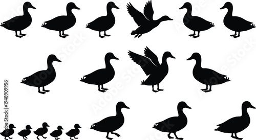Duck silhouettes collection with walking standing flying and ducklings birds wildlife animal set isolated illustration