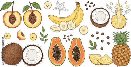 Tropical Fruit Collection with Pineapple, Banana, Papaya, Coconut and Peach Slices, Seeds and Leaves Hand Drawn Style Vector Illustration Set
