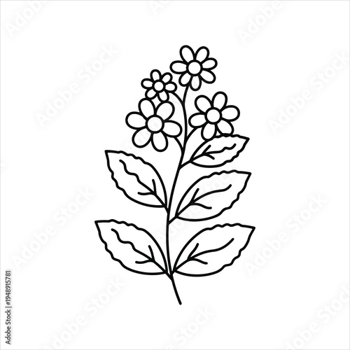 Simple black and white line drawing of a flowering plant with leaves.