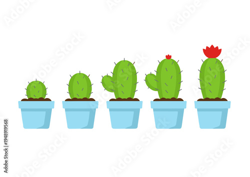 Growing cactus plant in blue pot sequence showing stages of growth from a small green seedling to a tall flowering desert plant with a red blossom on top.