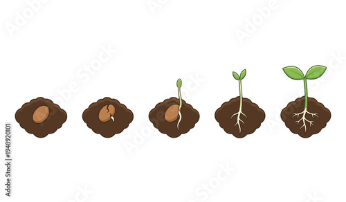 Plant growth stages from seed to sprout in soil showing the biological cycle of germination and nature development in underground cross section