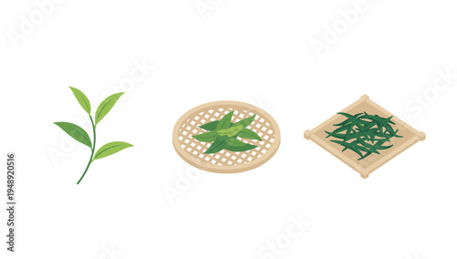 Green Tea Leaves Harvesting and Drying Process on Traditional Bamboo Trays Isolated on White Background Natural Herbal Product Production Vector Illustration